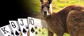 australian open poker
